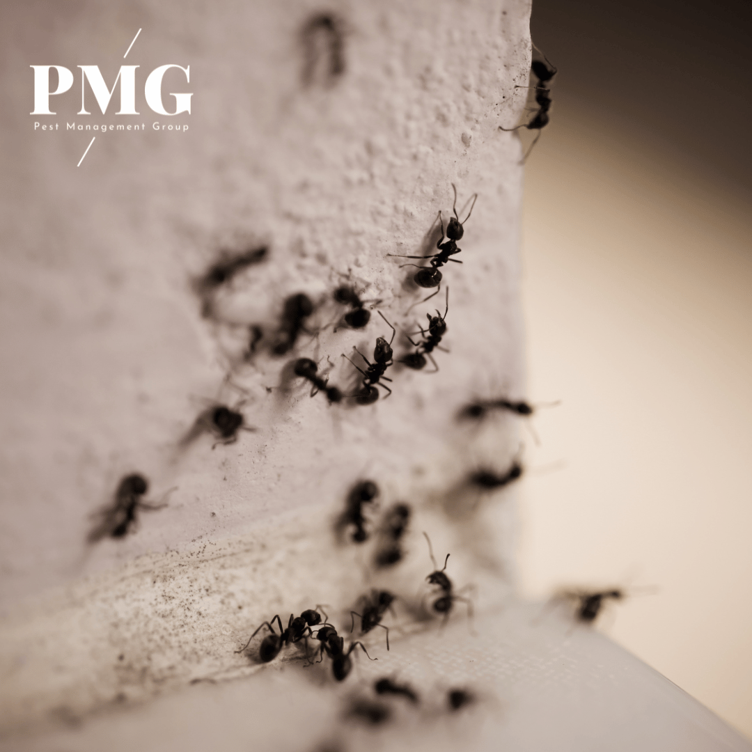 Ants in the Home - Pest Management Group