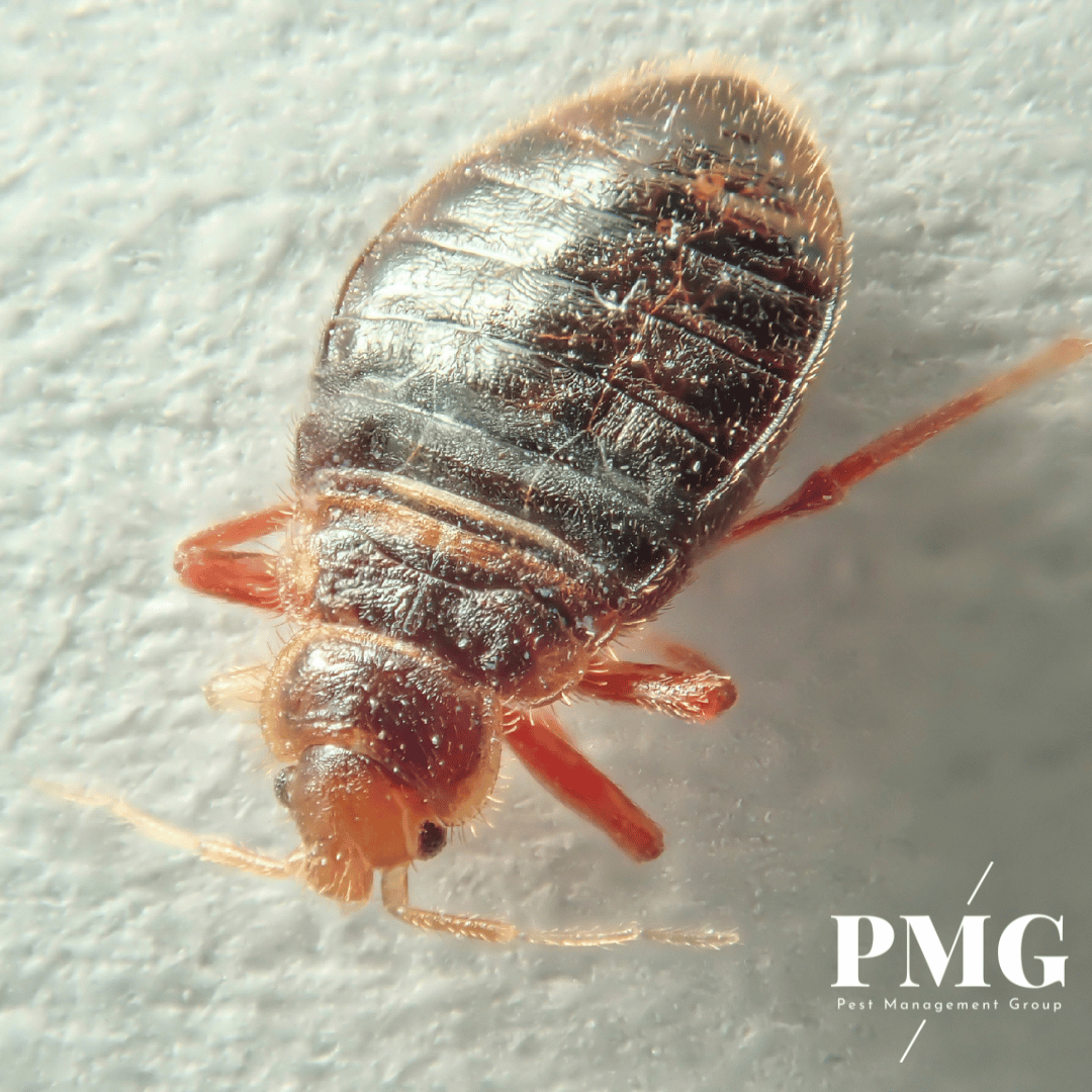 Bed Bug - Pest Management Group
