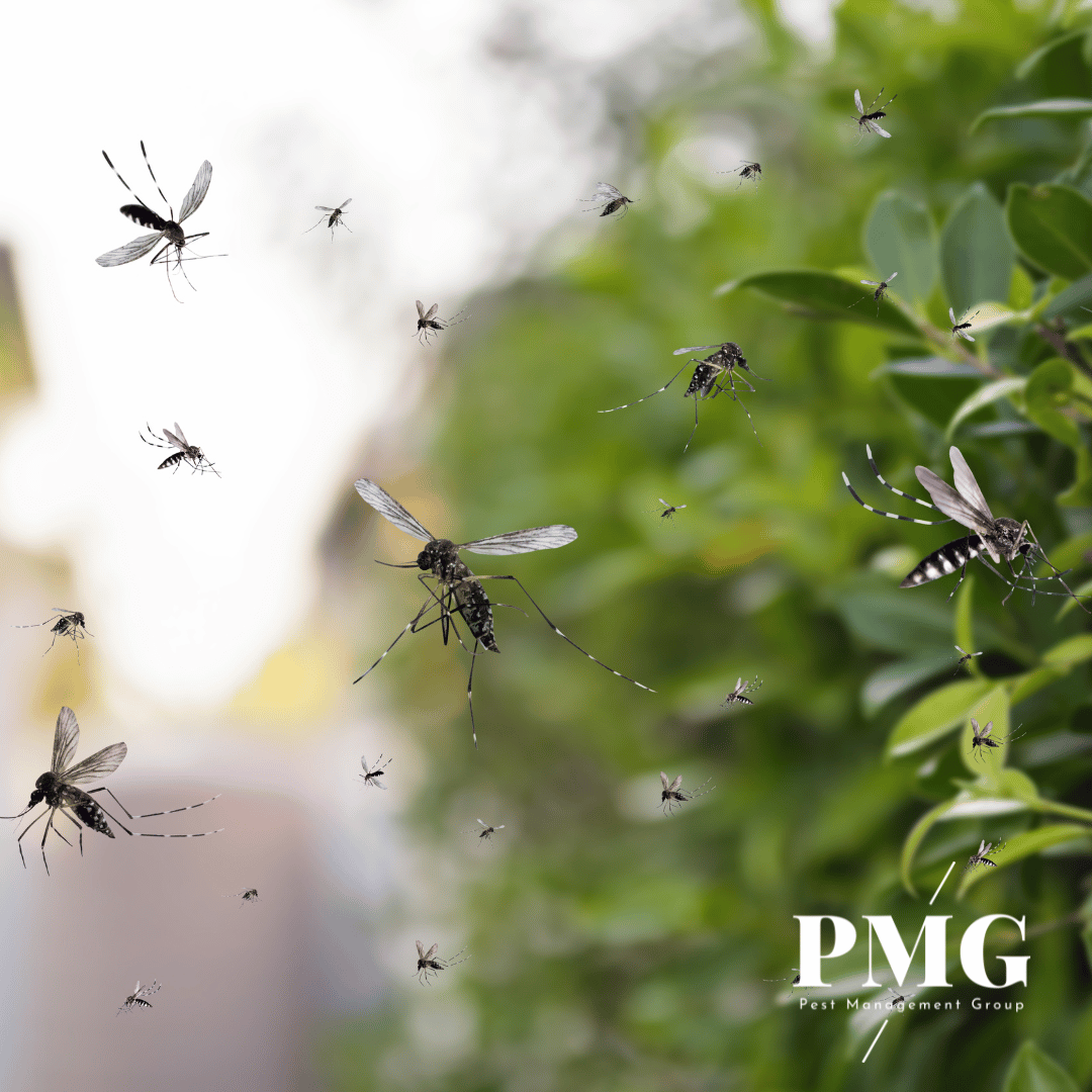Mosquito Swarm Pest Management Group